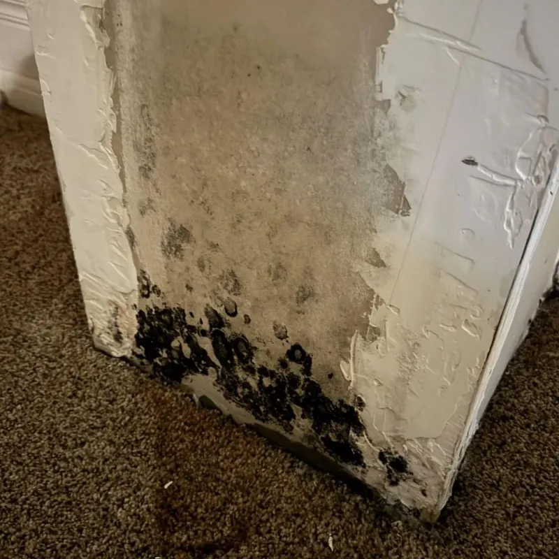 Professional Mold Removal in Lewisville, AR